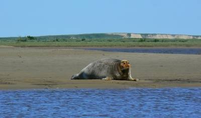 Названа причина массовой гибели тюленей в Дагестане
