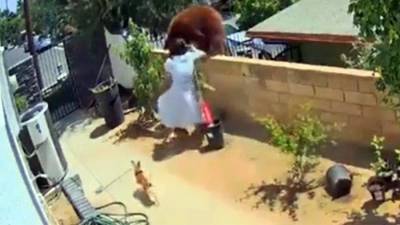 Американка бросилась на медведицу с голыми руками ради защиты своих собак