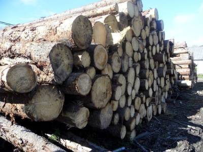 В Тверской области напомнили, как не дать вредителям испортить лес