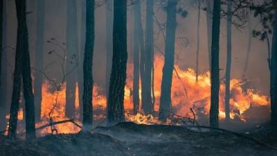 Пламя взяло в кольцо: спасатели едва не погибли при тушении природного пожара под Тюменью