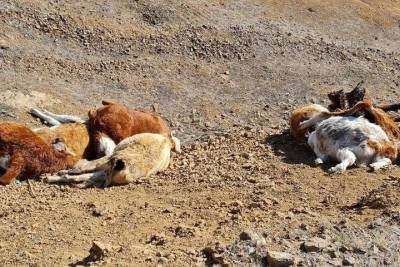 В Бурятии ветеринары нашли по сигналу трупы домашних животных