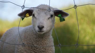 Бесстрашный ягненок взбунтовался против пастушьей собаки в Нидерландах