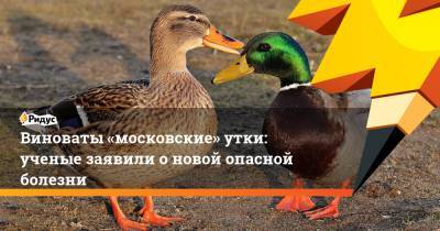 Виноваты «московские» утки: ученые заявили о новой опасной болезни
