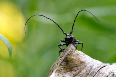В Бурятии обнаружили пиломатериалы с опасным насекомым