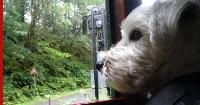 Дальняя дорога: как приучить собаку ездить в общественном транспорте