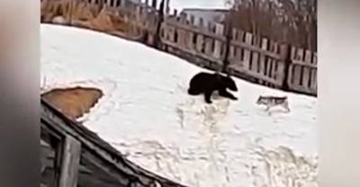 "Медведь смешной, ситуация — не очень": На Сахалине косолапый хищник пришёл в город покататься с горки