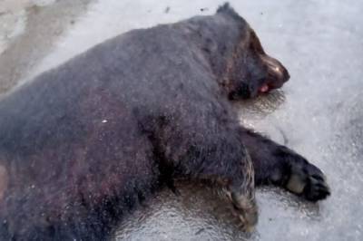 В Хабаровске автомобилист сбил насмерть бурого медведя