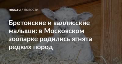 Бретонские и валлисские малыши: в Московском зоопарке родились ягнята редких пород