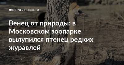Венец от природы: в Московском зоопарке вылупился птенец редких журавлей