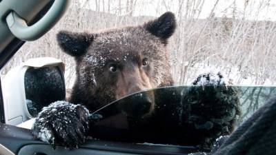 Ничего необычного, просто Россия. В первый день лета медведь на Сахалине катался с горки