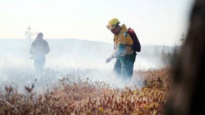 Площадь природных пожаров в России за сутки увеличилась на треть