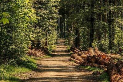 Регионы СКФО в числе 18 субъектов РФ выполнили план по лесу