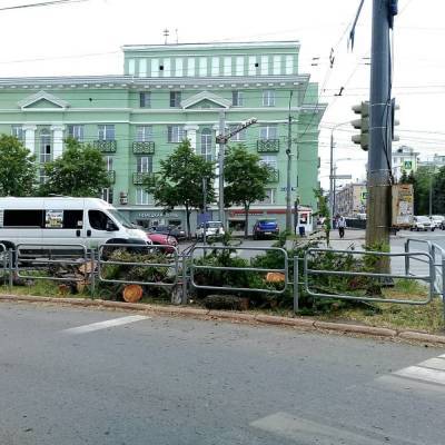 Нового прокурора просят проверить обоснованность спила столетней лиственницы в Челябинске