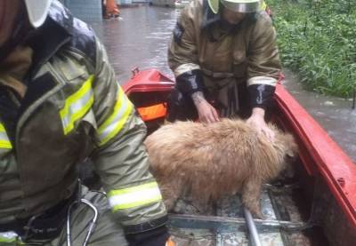 В Ростове при потопе в многоэтажке спасли собаку, которая была заперта в подвале