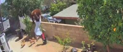 Женщина голыми руками сбросила с забора медведя, который пытался попасть в ее двор: момент попал на видео