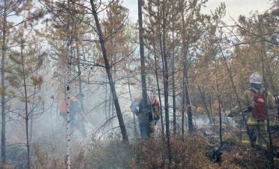 В Тюменской области из-за природных пожаров возбудили 17 уголовных дел