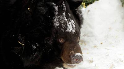 На жителя Сахалина напал медведь