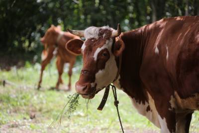 Липецкие коровы дают больше молока благодаря селекции и цифровым технологиям