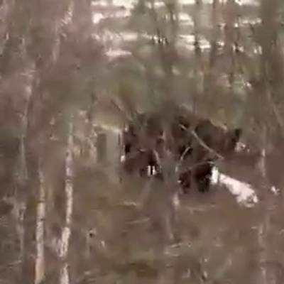 Житель Сахалина смог выжить в схватке с медведем