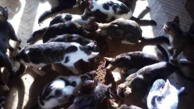 Петербуржец приютил 38 кошек, которых бросили хозяева