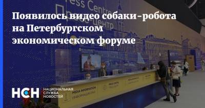 Появилось видео собаки-робота на Петербургском экономическом форуме