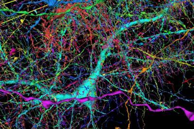 Google и ученые Гарварда создали самую подробную карту связей мозга