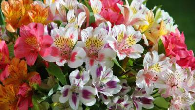 Красивые и опасные: зараженные цветы пытались ввезти в Новосибирскую область