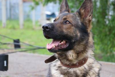 Служебная собака по кличке Акбар помогла полицейским найти наркодилера