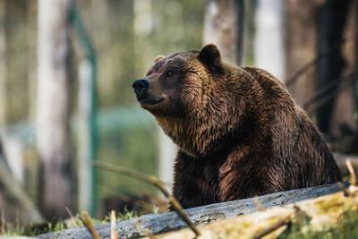 Россиянин выжил в схватке с агрессивным медведем благодаря находчивости