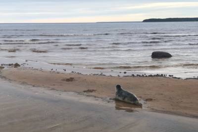 Тюленята Лахта и Крюкова обрели свободу в Финском заливе
