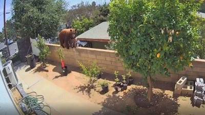 Жительница Калифорнии столкнула медведя с забора, спасла собак и стала звездой Сети