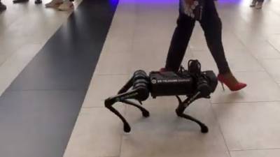 Роботы-собаки встретили гостей одной из площадок ПМЭФ-2021