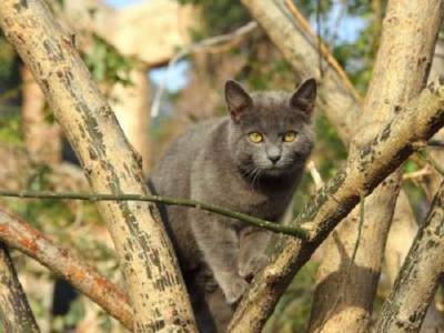 Спасение Скифа: в Харькове сняли с елки кота, который просидел там 10 дней