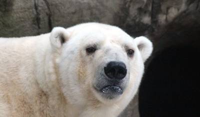 В зоосаде Хабаровска погиб белый медведь - прокуратура начала проверку