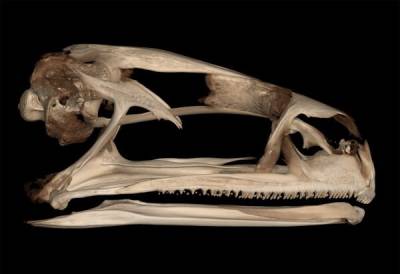 Ученые: лягушки в ходе эволюции отращивали зубы 20 раз