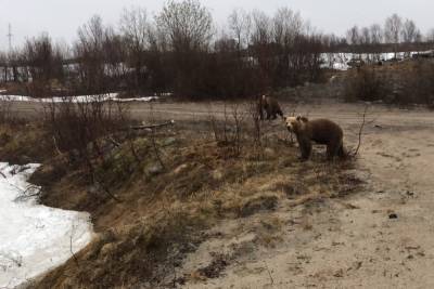 По дороге в Териберку северяне продолжают встречать медведей
