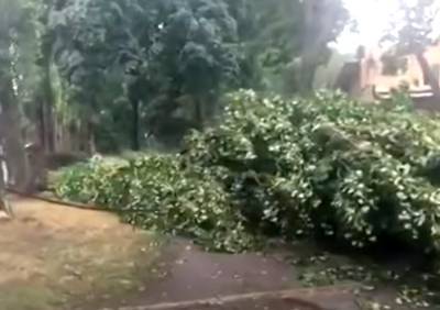 Ураган в Киеве натворил беды: деревья летели на автомобили. Видео последствий