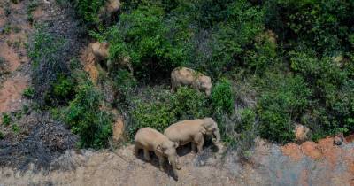 В Китае стадо слонов вырвалось из заповедника и уже месяц блуждает по провинции Юньнань