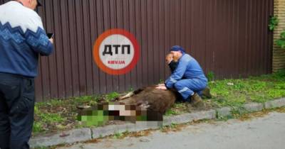 В Ворзеле под Киевом молодой лось серьезно травмировался, бегая среди домов (видео)
