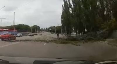 Упавшее в Воронеже на дорогу дерево оборвало провода (ВИДЕО)