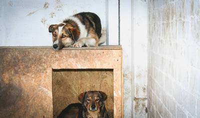 Большинство опрошенных жителей Башкирии считают бездомных животных проблемой