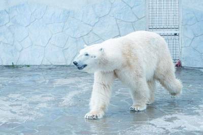 Как в зоопарке Ростова помогают пережить южный зной?