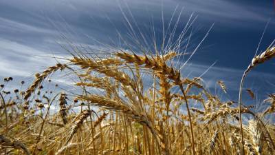 Катар подпишет на ПМЭФ договоры о поставках из РФ зерна и мяса