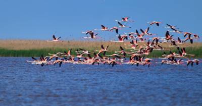 Впервые в регионе: в Одесскую область прилетела большая стая розовых фламинго