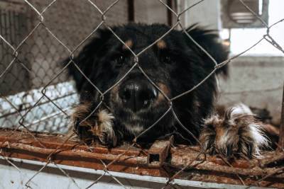 Прогресс Ай-Ти Resort and Spa: В Мурмашах проконтролировали содержание бездомных собак