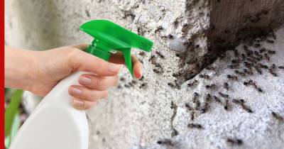 Как избавиться от муравьев на участке, посоветовали дачникам