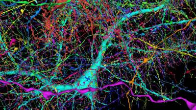 Создана самая подробная карта нейронных связей в мозге человека