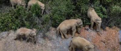 Из заповедника в Китае сбежали 15 слонов: они разрушили сараи и опустошили кукурузные поля по дороге