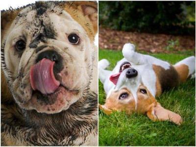 Почему собак так тянет к неприятным запахам