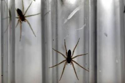 В Днипре мужчина попал в больницу после укуса опасного паука